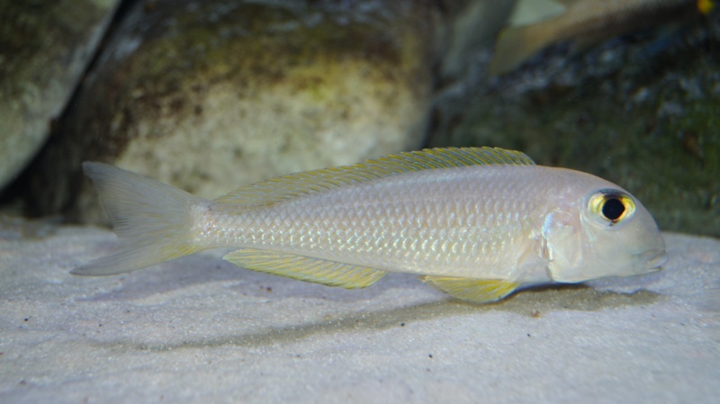 Xenotilapia boulengeri 'Kigoma'